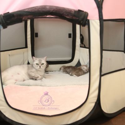 les délicieux Of British Archanges