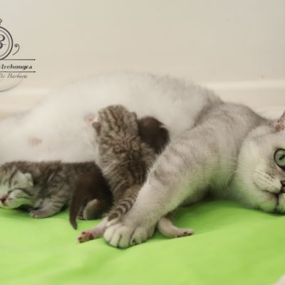 les délicieux Of British Archanges