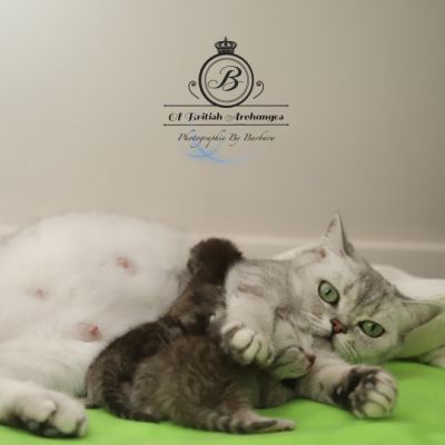 les délicieux Of British Archanges