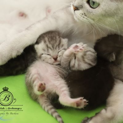 les délicieux Of British Archanges