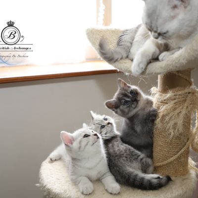 les délicieux Of British Archanges