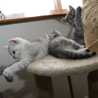 les délicieux Of British Archanges