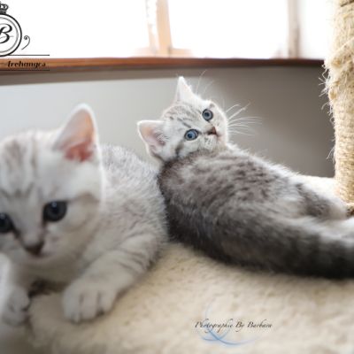 les délicieux Of British Archanges