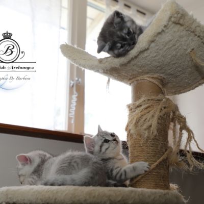 les délicieux Of British Archanges