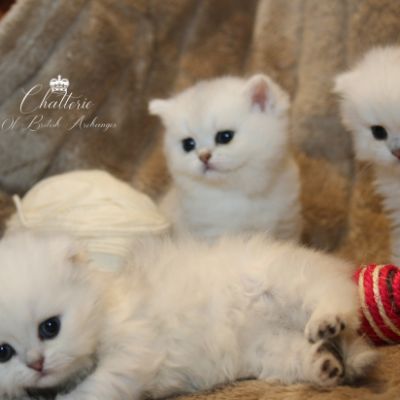 Nos chatons Archanges