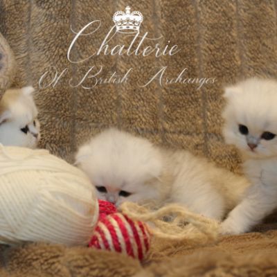 Nos chatons Archanges