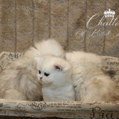 Nos chatons Archanges