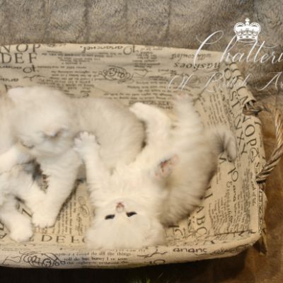 Nos chatons Archanges