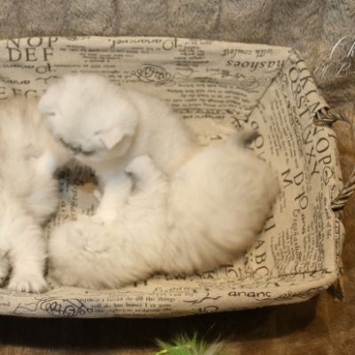 Nos chatons Archanges