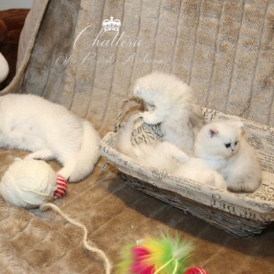 Nos chatons Archanges