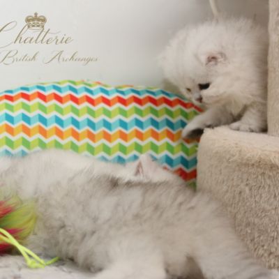 Nos chatons Archanges