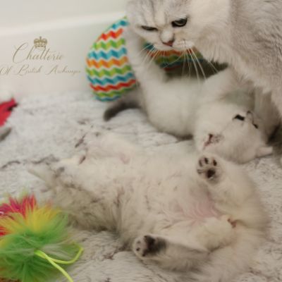 Nos chatons Archanges