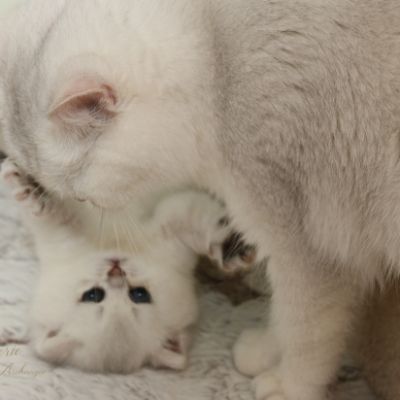 Nos chatons Archanges