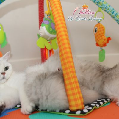 Nos chatons Archanges