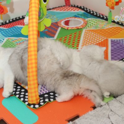 Nos chatons Archanges