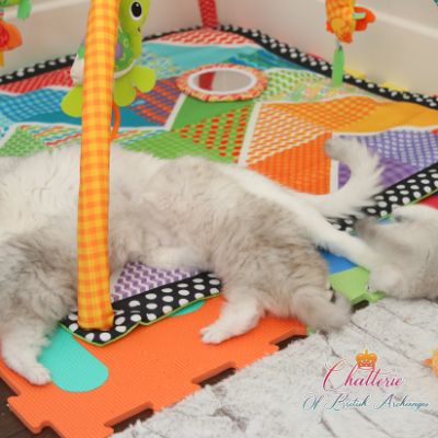 Nos chatons Archanges