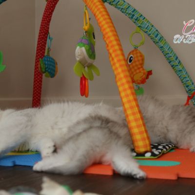 Nos chatons Archanges