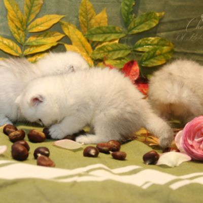 Nos chatons Archanges