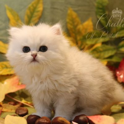 Nos chatons Archanges