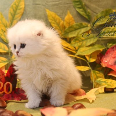 Nos chatons Archanges