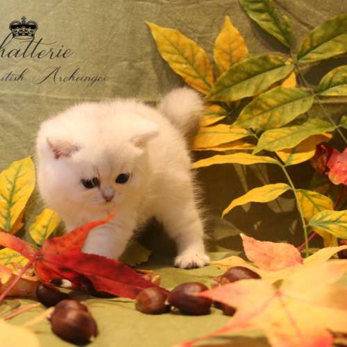 Nos chatons Archanges