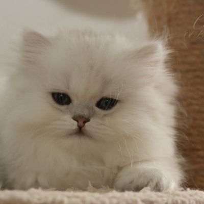 Nos chatons Archanges