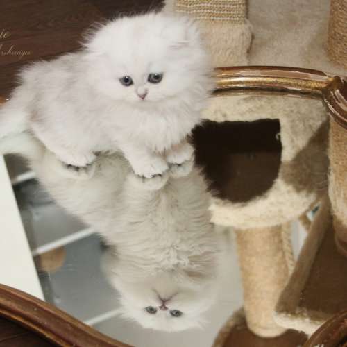 Nos chatons Archanges