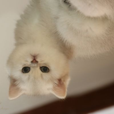 Nos chatons Archanges