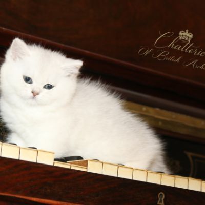 Nos chatons Archanges