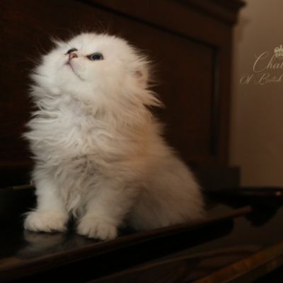 Nos chatons Archanges