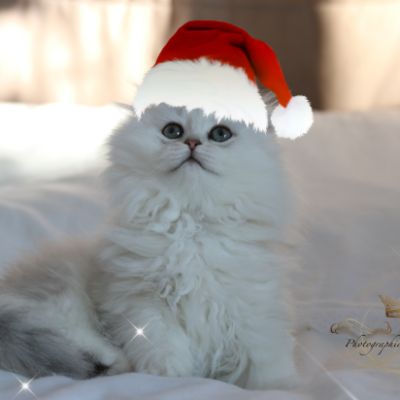 Nos chatons Archanges