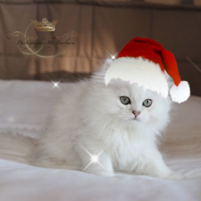 Nos chatons Archanges