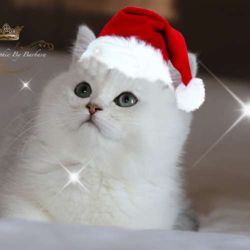 Nos chatons Archanges