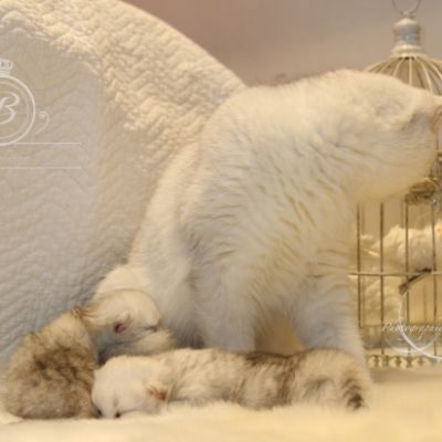 Nos chatons Archanges