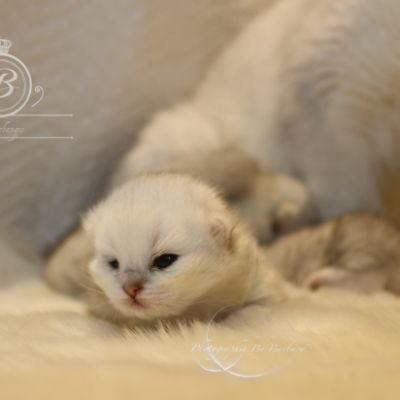 Nos chatons Archanges