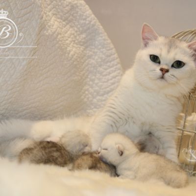 Nos chatons Archanges