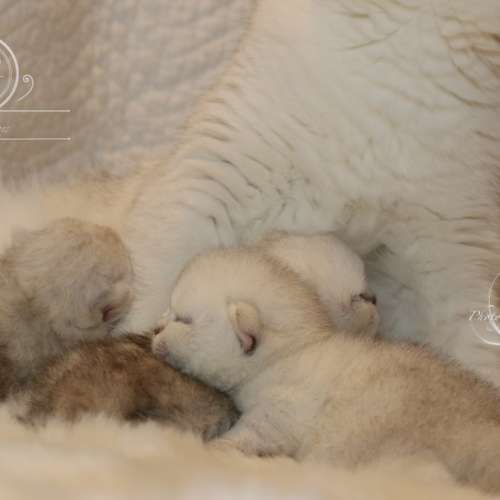 Nos chatons Archanges