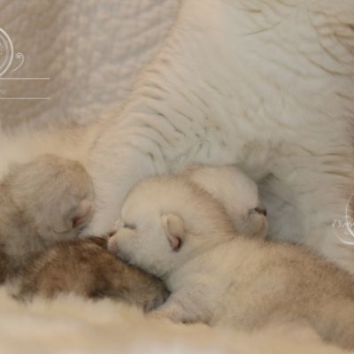 Nos chatons Archanges