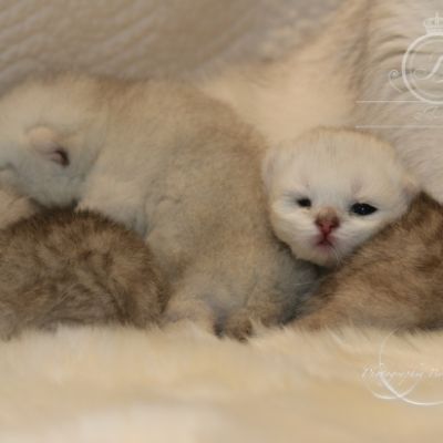 Nos chatons Archanges