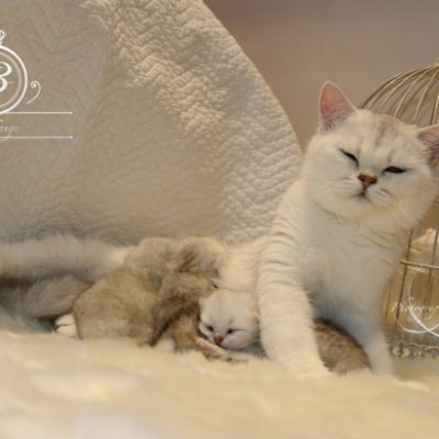 Nos chatons Archanges