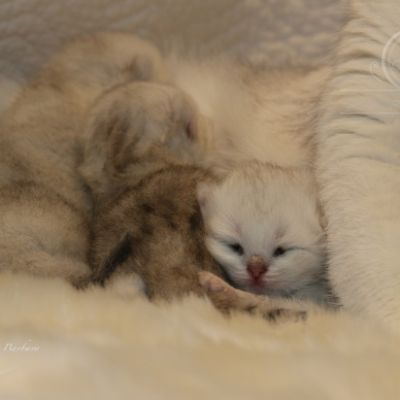 Nos chatons Archanges