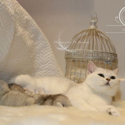 Nos chatons Archanges