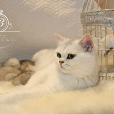 Nos chatons Archanges