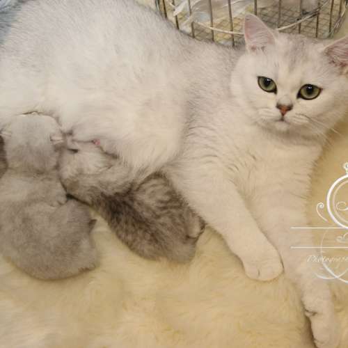 Nos chatons Archanges