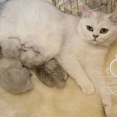 Nos chatons Archanges