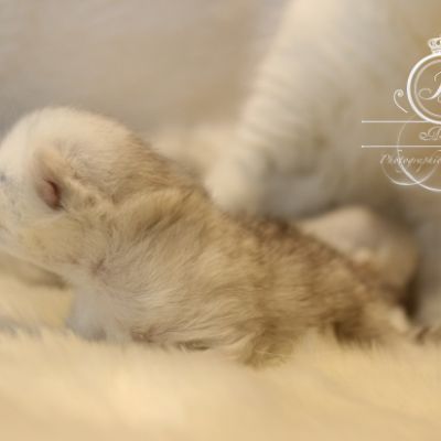 Nos chatons Archanges