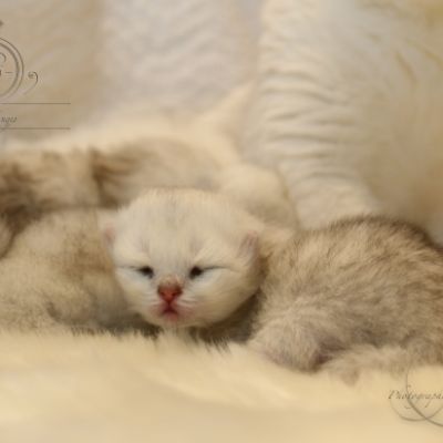 Nos chatons Archanges