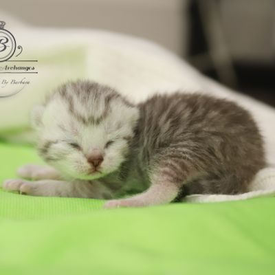 Sherlock Of British Archanges