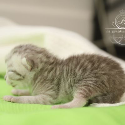 Sherlock Of British Archanges