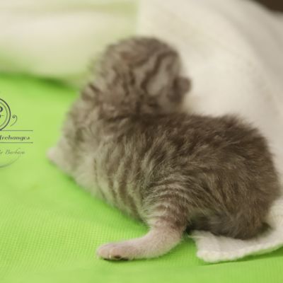 Sherlock Of British Archanges